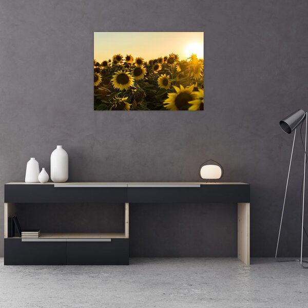 Slika polja suncokreta (70x50 cm)