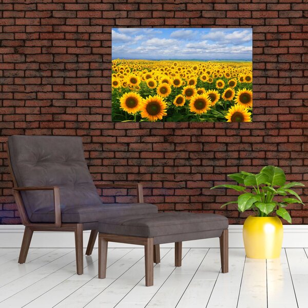 Slika polja suncokreta (90x60 cm)