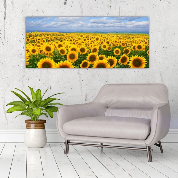 Slika polja suncokreta (120x50 cm)