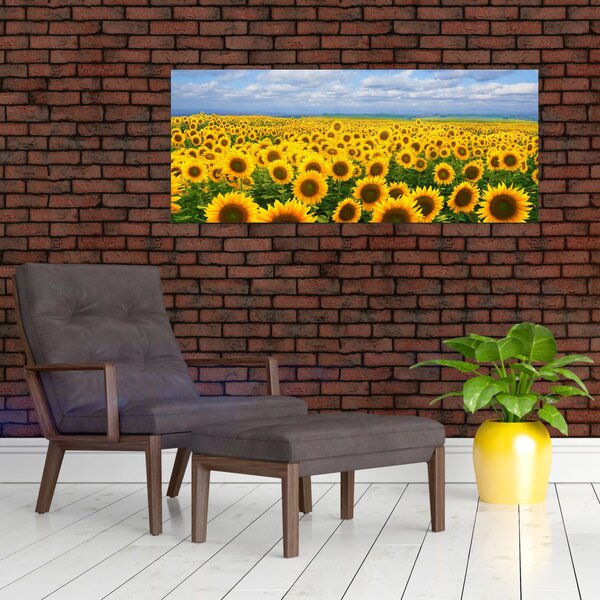 Slika polja suncokreta (120x50 cm)