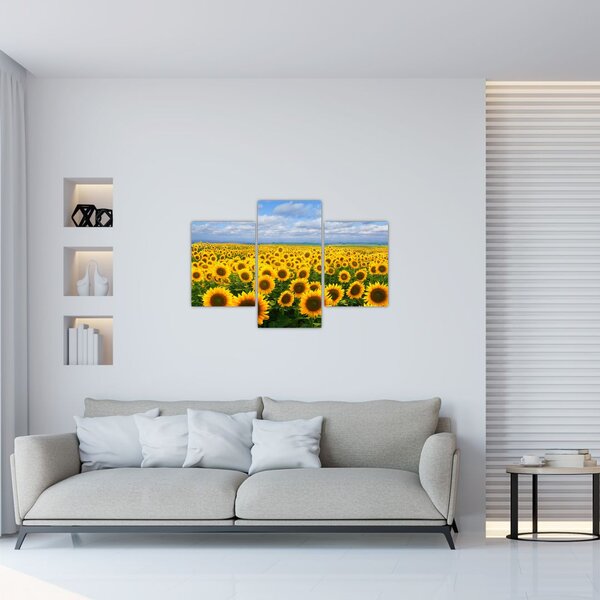 Slika polja suncokreta (90x60 cm)