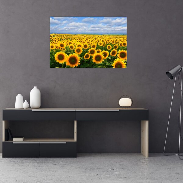 Slika polja suncokreta (90x60 cm)