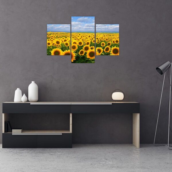 Slika polja suncokreta (90x60 cm)
