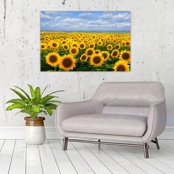 Slika polja suncokreta (90x60 cm)