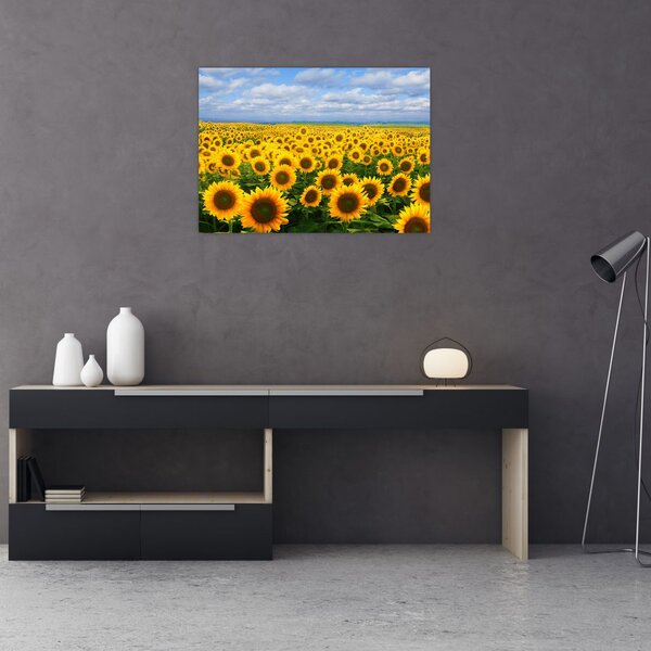 Slika polja suncokreta (70x50 cm)