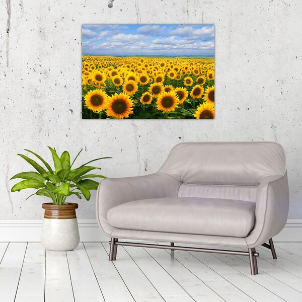 Slika polja suncokreta (70x50 cm)