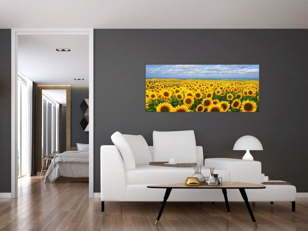 Slika polja suncokreta (120x50 cm)