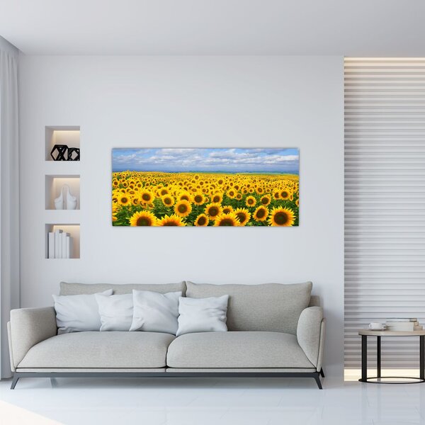 Slika polja suncokreta (120x50 cm)