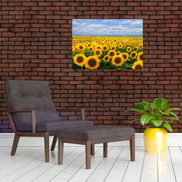 Slika polja suncokreta (70x50 cm)