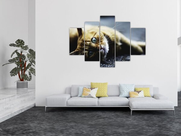 Slika mačke (150x105 cm)
