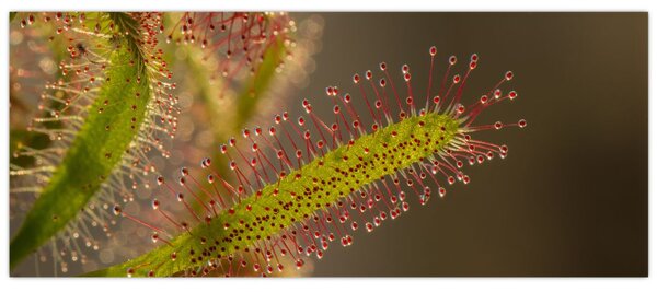 Slika biljke (120x50 cm)