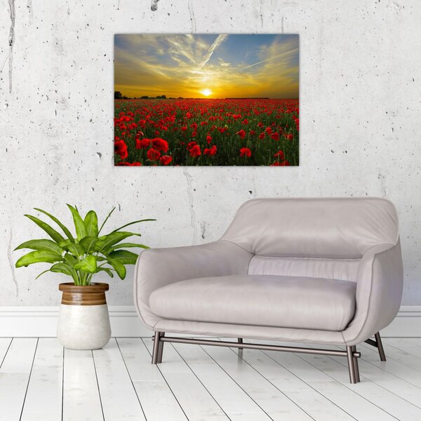Slika polja maka (70x50 cm)