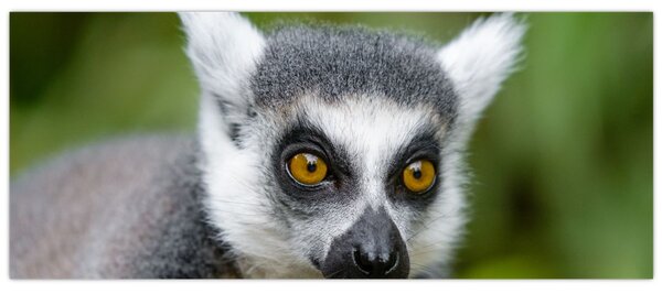 Slika lemura (120x50 cm)