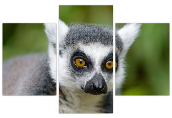 Slika lemura (90x60 cm)