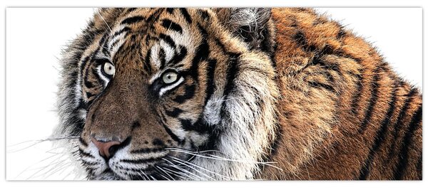 Slika tigra (120x50 cm)