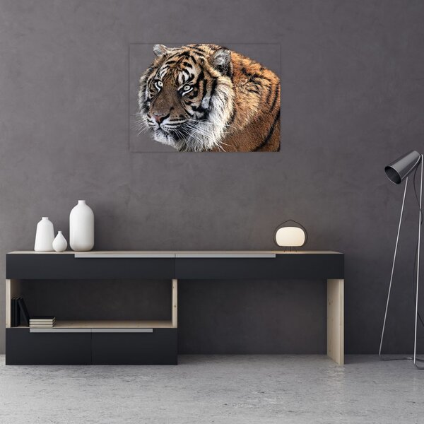 Slika tigra (70x50 cm)