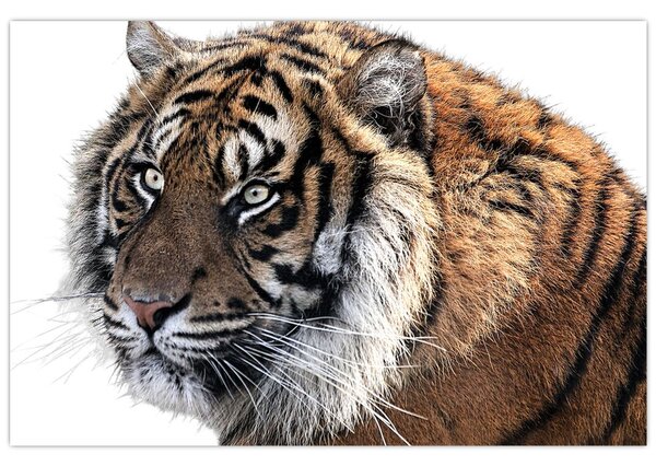 Slika tigra (90x60 cm)