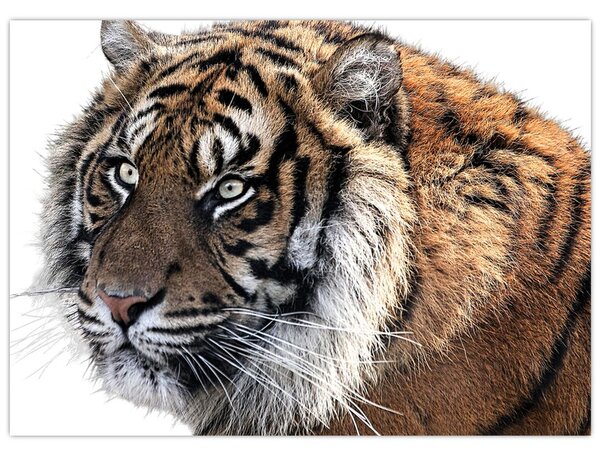 Slika tigra (70x50 cm)