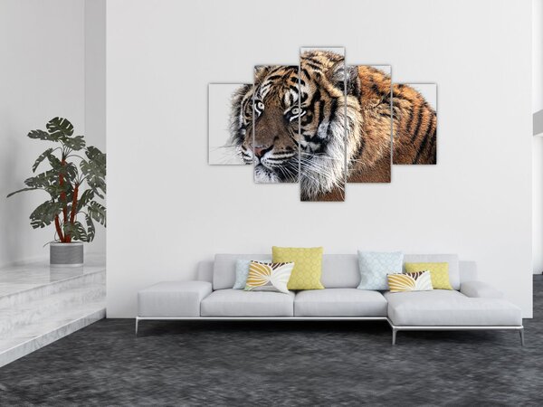 Slika tigra (150x105 cm)