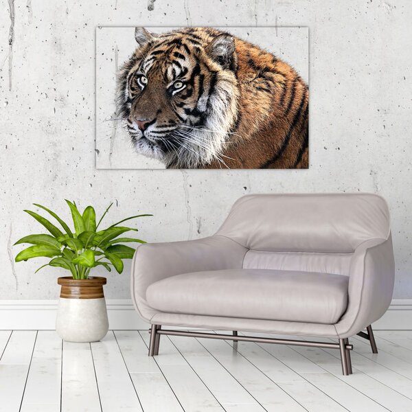 Slika tigra (90x60 cm)