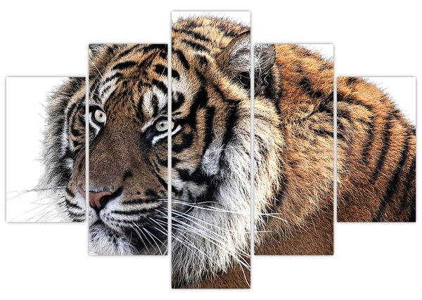 Slika tigra (150x105 cm)