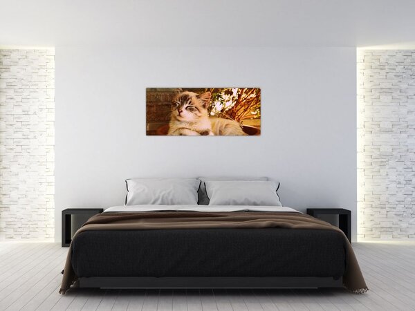 Slika mačke u loncu (120x50 cm)