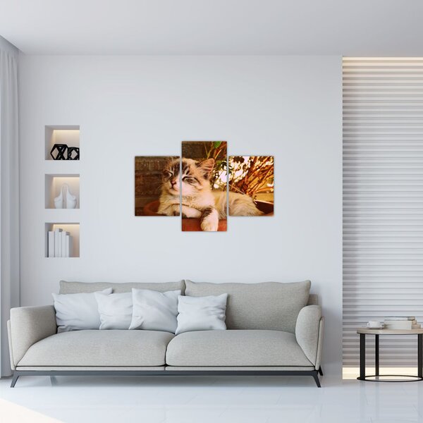 Slika mačke u loncu (90x60 cm)