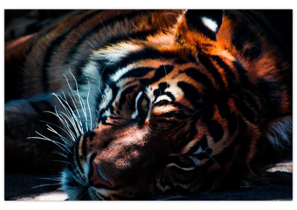 Slika ležećeg tigra (90x60 cm)