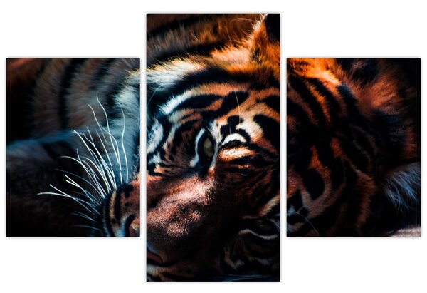 Slika ležećeg tigra (90x60 cm)