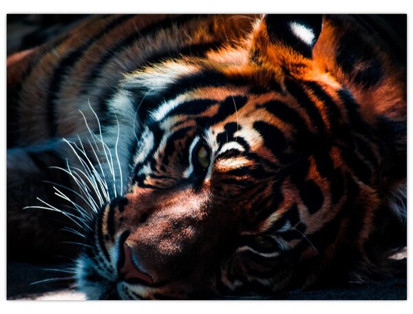 Slika ležećeg tigra (70x50 cm)