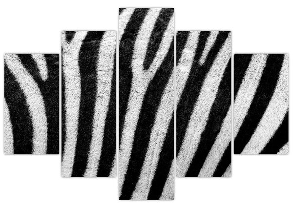 Slika kože zebre (150x105 cm)