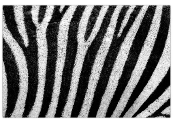 Slika kože zebre (90x60 cm)