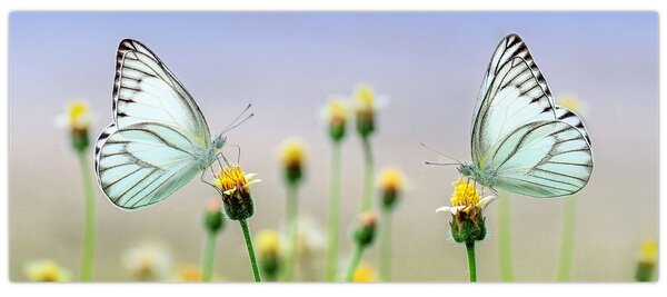 Slika leptira na cvijetu (120x50 cm)
