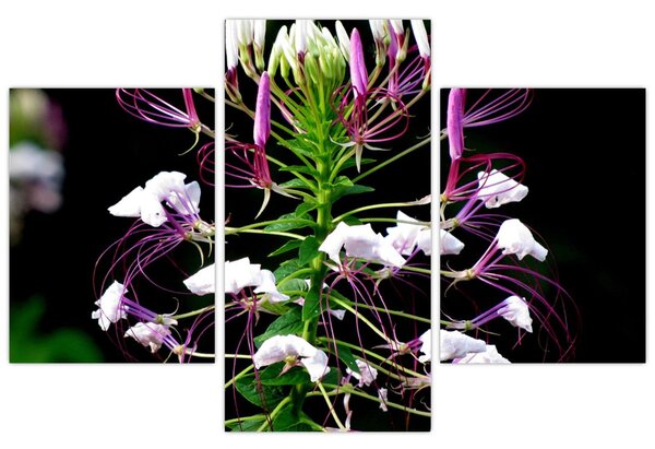 Slika cvijeta (90x60 cm)