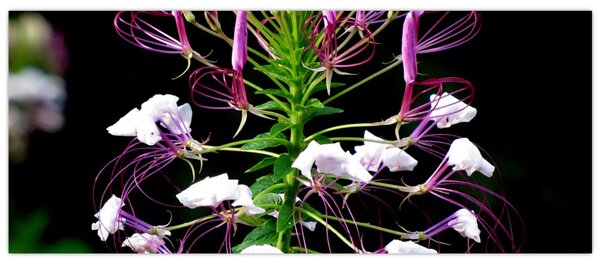 Slika cvijeta (120x50 cm)