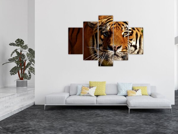 Slika tigra (150x105 cm)