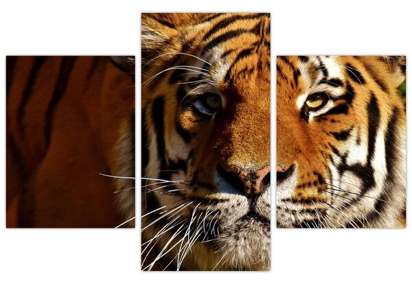 Slika tigra (90x60 cm)