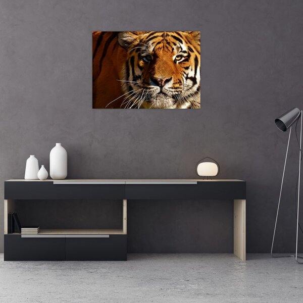 Slika tigra (70x50 cm)
