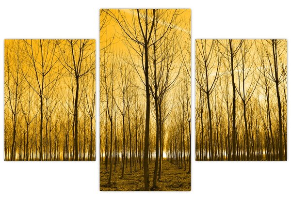 Slika - Plantaža drveća (90x60 cm)