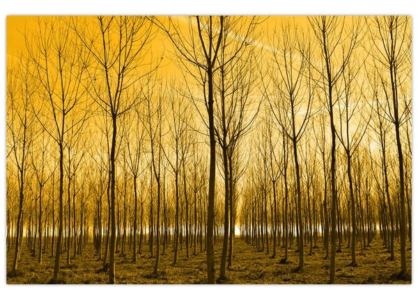 Slika - Plantaža drveća (90x60 cm)
