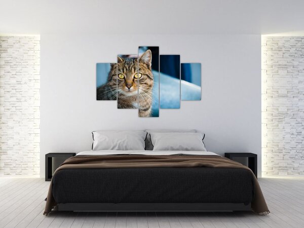 Slika - Domaća mačka (150x105 cm)