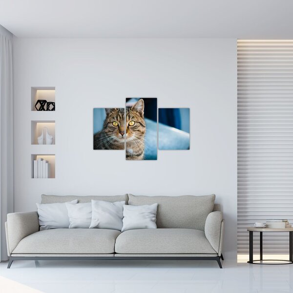 Slika - Domaća mačka (90x60 cm)