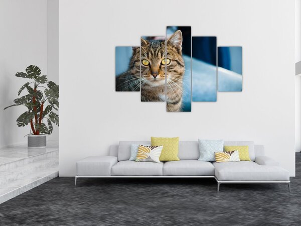 Slika - Domaća mačka (150x105 cm)