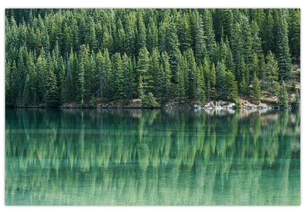 Slika - Četinari uz jezero (90x60 cm)