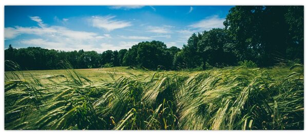 Slika livade i šume (120x50 cm)