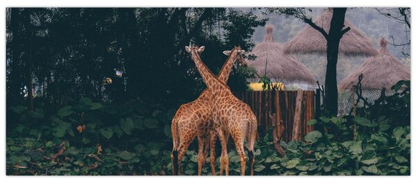 Slika dviju žirafa (120x50 cm)