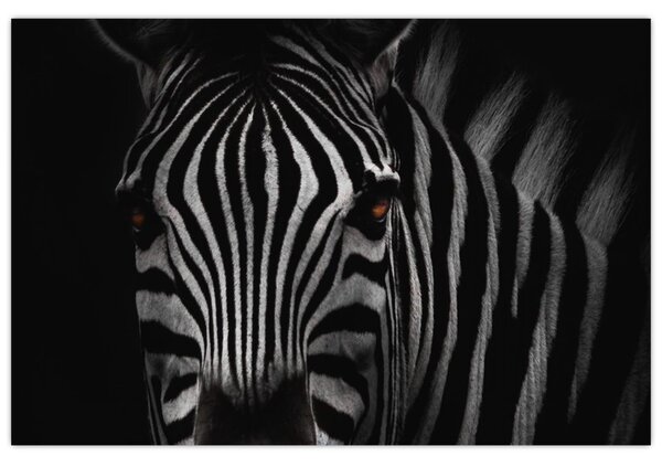Slika zebre (90x60 cm)