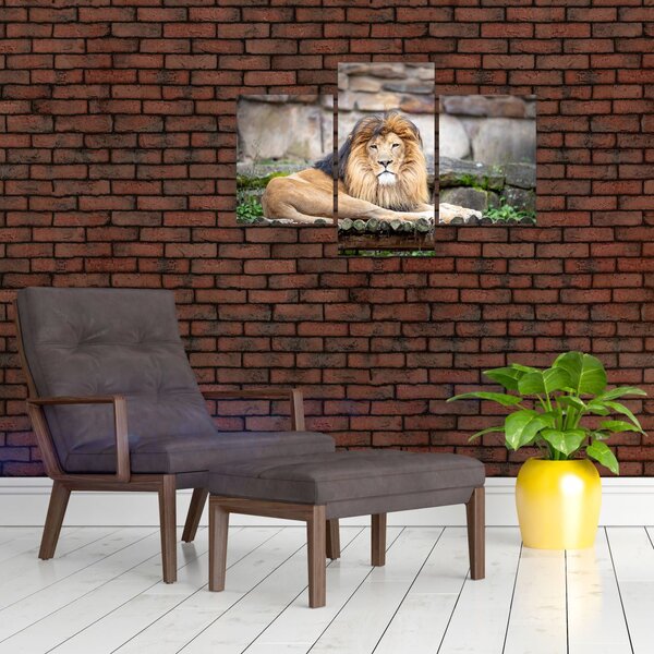 Slika lava (90x60 cm)