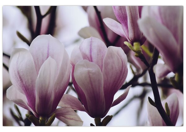 Slika - Magnolija (90x60 cm)