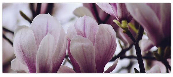 Slika - Magnolija (120x50 cm)
